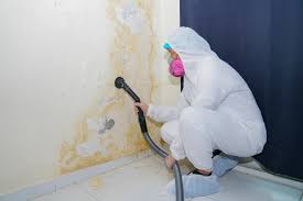 Best Black Mold Removal  in USA